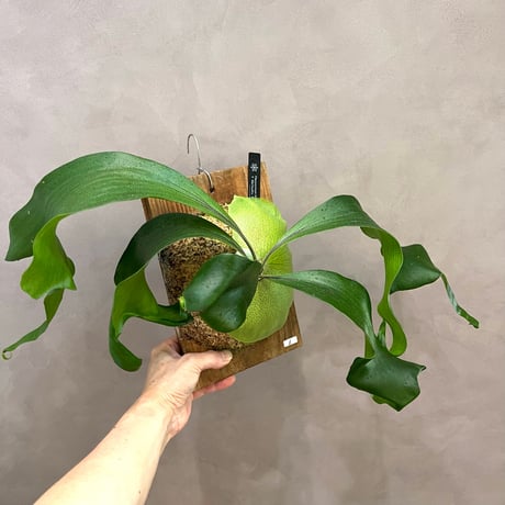 【板付け株】8品種セット/ビカクシダ 板付け株】8品種セット/ビカクシダ