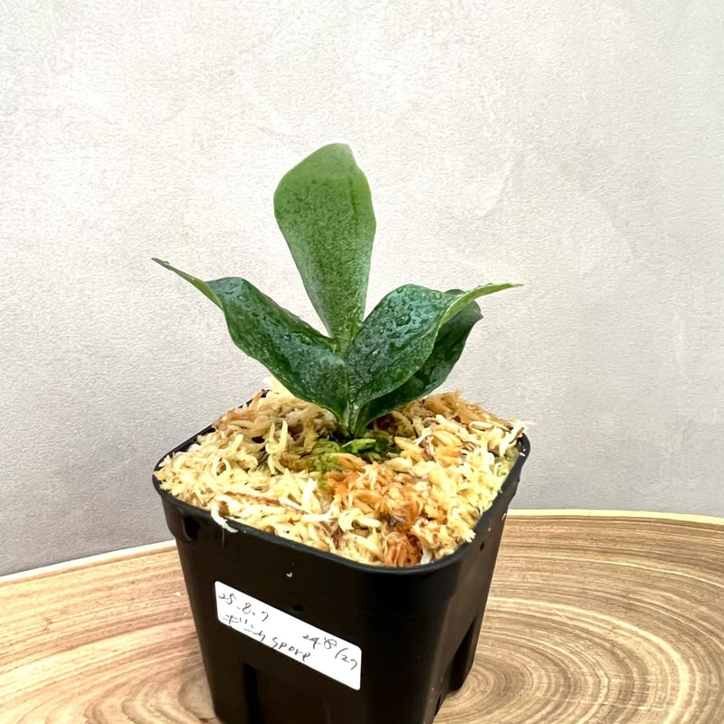 P. 'Ginka' sporeling（ギンカ）銀華 ビカクシダ 胞子培養／自家