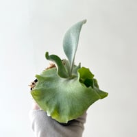 P. willinckii ‘Scofield Tatsuta’ sporeling（ ウィリンキースコフィールドタツタ ）ビカクシダ　胞子培養／自家栽培／ポット苗／着生植物【Ｐ９８】〈参考画像あり〉