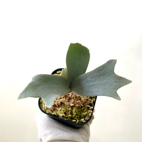 CATEGORY Ginka | MaTsuRu（ビカクシダ／胞子培養・板付け販売）