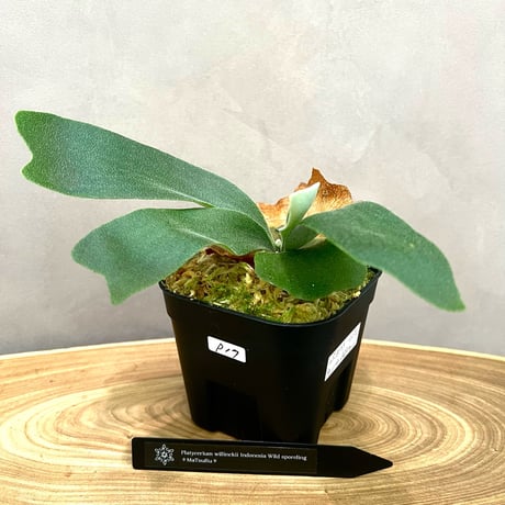 ビカクシダ販売 | STORES