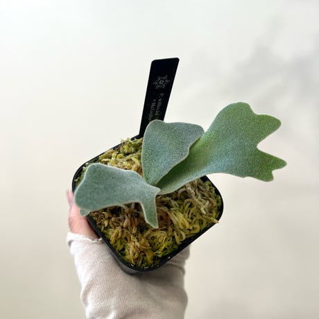 P. willinckii ‘Scofield Tatsuta’ sporeling（ ウィリンキースコフィールドタツタ ）ビカクシダ　胞子培養／自家栽培／ポット苗／着生植物【Ｐ７３】〈参考画像あり〉