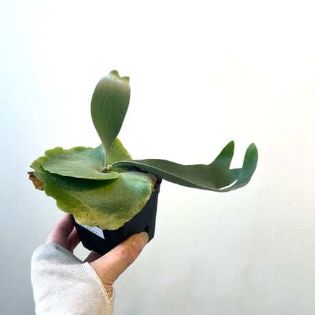 ビカクシダウィリンキー | STORES