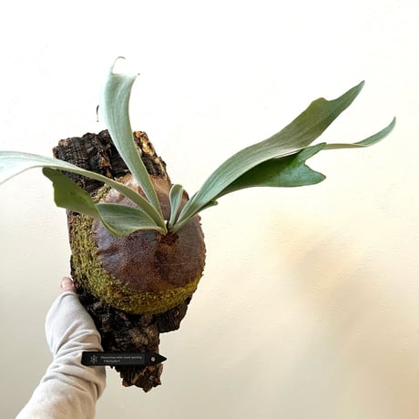 ビカクシダ | STORES