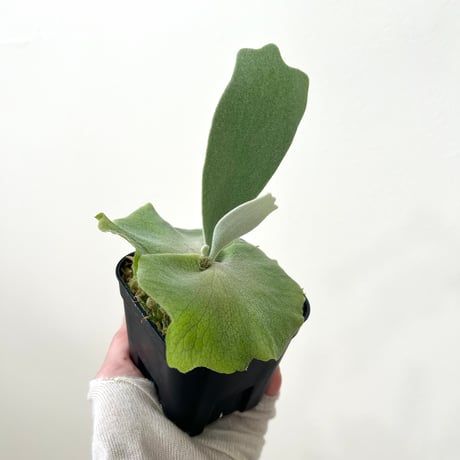 着生植物 | STORES