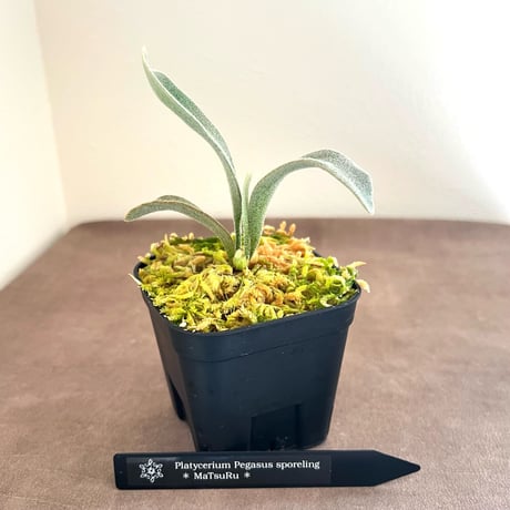 ビカクシダ | STORES