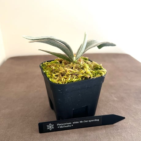 ビカクシダ | STORES