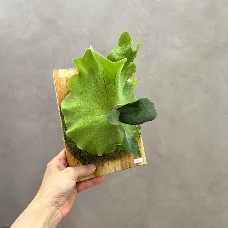 7】ウィリンキー ビカクシダ P. willinckii sporeling 胞子培養