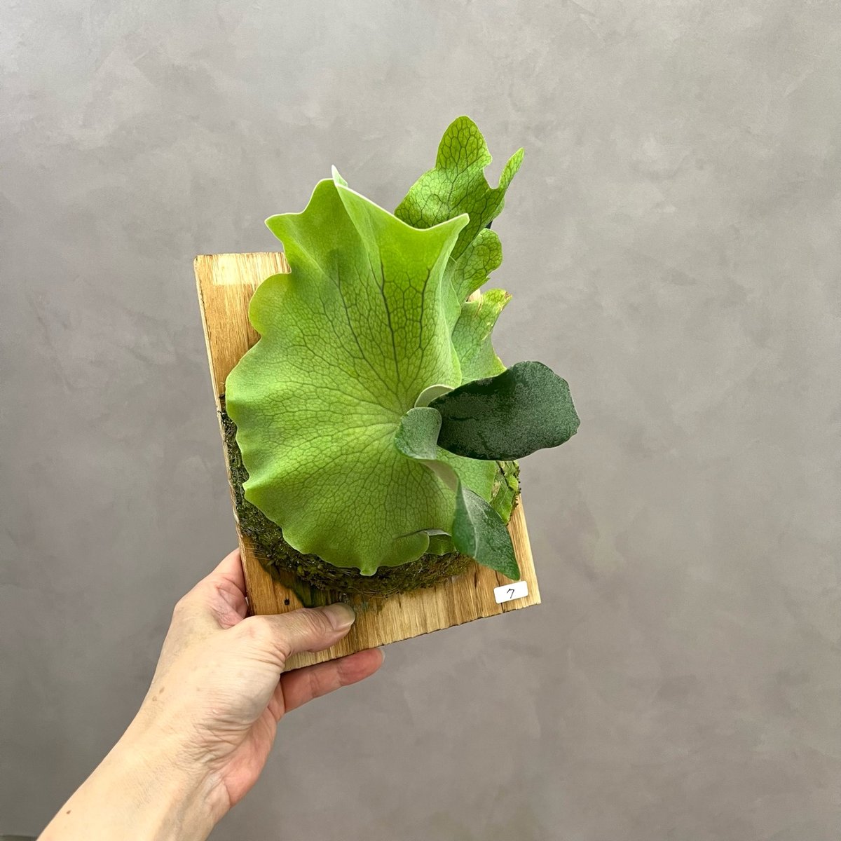 7】ウィリンキー ビカクシダ P. willinckii sporeling 胞子培養