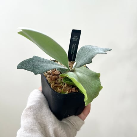 着生植物 | STORES