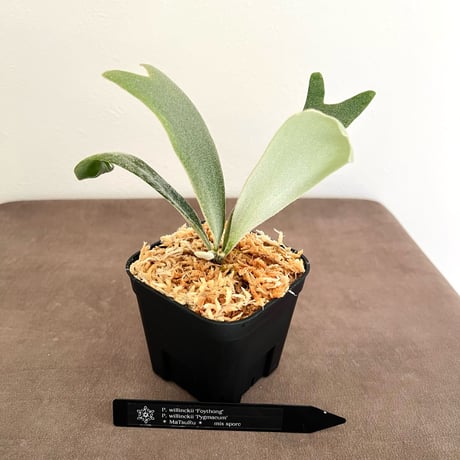 ビカクシダ | STORES