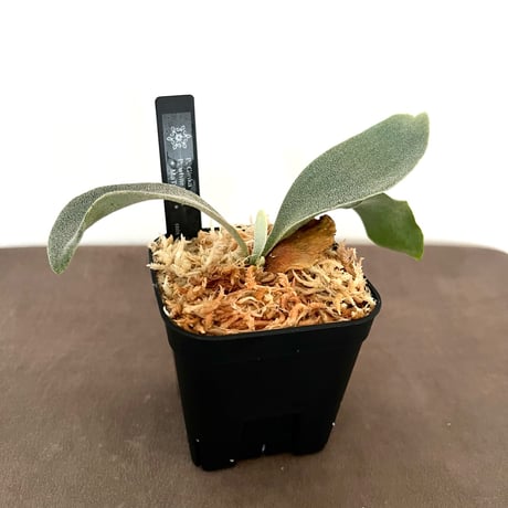 ビカクシダ | STORES