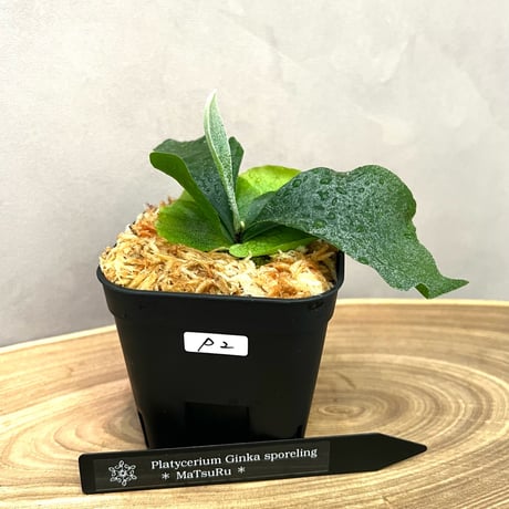 タマ★ビカクシダセット★ CATEGORY ビカクシダ(コウモリラン) | SHOUCHIKUEN