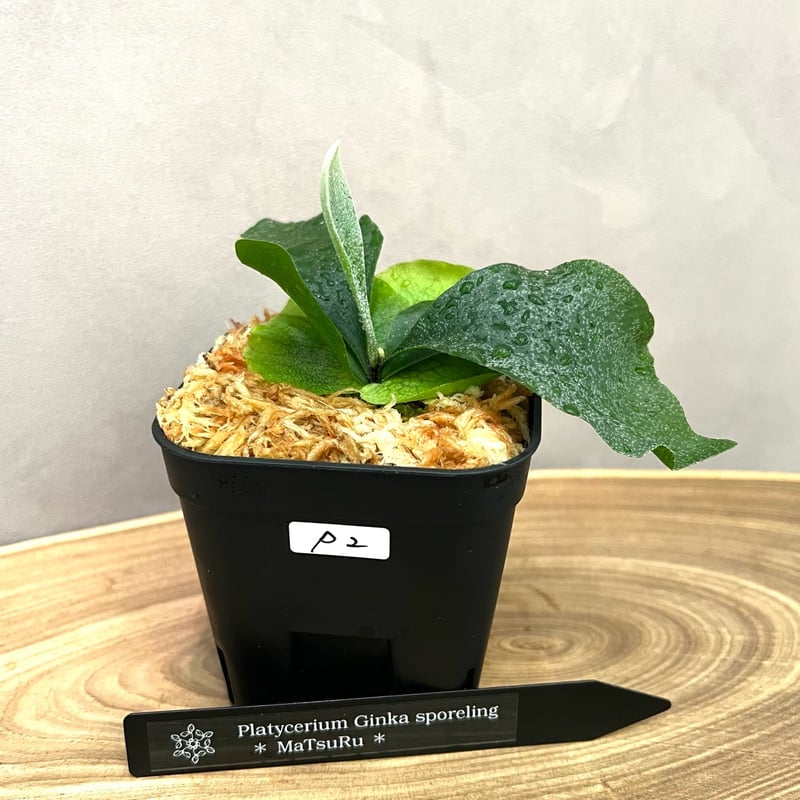 OC子株 platycerium ginka 銀華 pup ギンカ63ビカクシダ OC子株