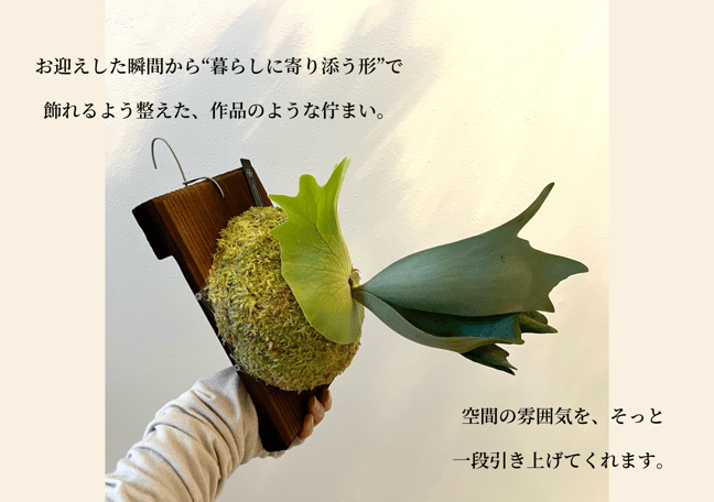 け*た様 P.kozaru ビカクシダ け*た様 P.kozaru ビカクシダ