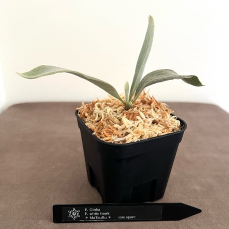 どこでも着生ビカクシダ vol.2 スチール缶 mare plants mare plants