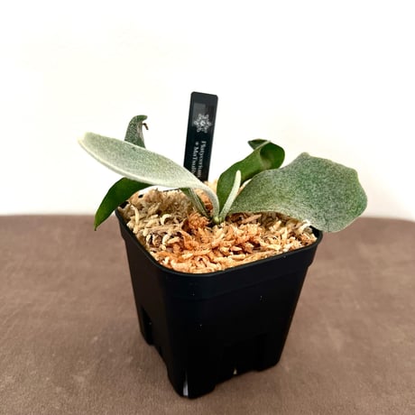 ビカクシダ 中型 着生植物 着生植物 | STORES