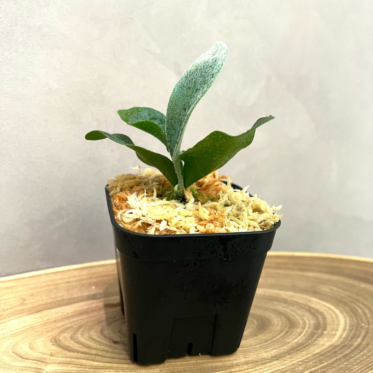 ビカクシダ　ギンカ（銀華）胞子体、前葉体　アーバンリバー×月光 P. 'Ginka' sporeling（ギンカ）銀華 ビカクシダ 胞子培養／自家