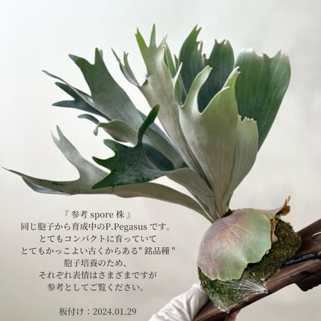 P. Pegasus sporeling（ ペガサス ）ビカクシダ　胞子培養／自家栽培／ポット苗／着生植物【Ｐ７１】〈参考画像あり〉🔸
