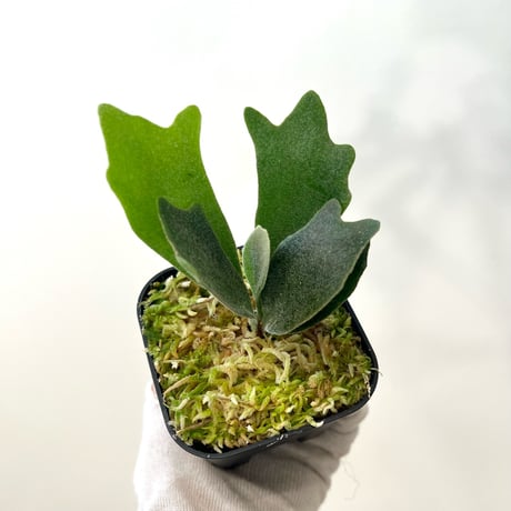CATEGORY Ginka | MaTsuRu（ビカクシダ／胞子培養・板付け販売）