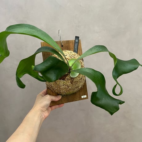 ビカクシダヒリー | STORES