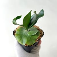P. white Mr.Oat sporeling（ ホワイトミスターオート ）ビカクシダ 胞
