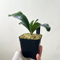 P. Blue Diamond sporeling（ ブルーダイアモンド ）ビカクシダ　胞子培養／自家栽培／ポット苗／着生植物【Ｐ１９】〈参考画像あり〉