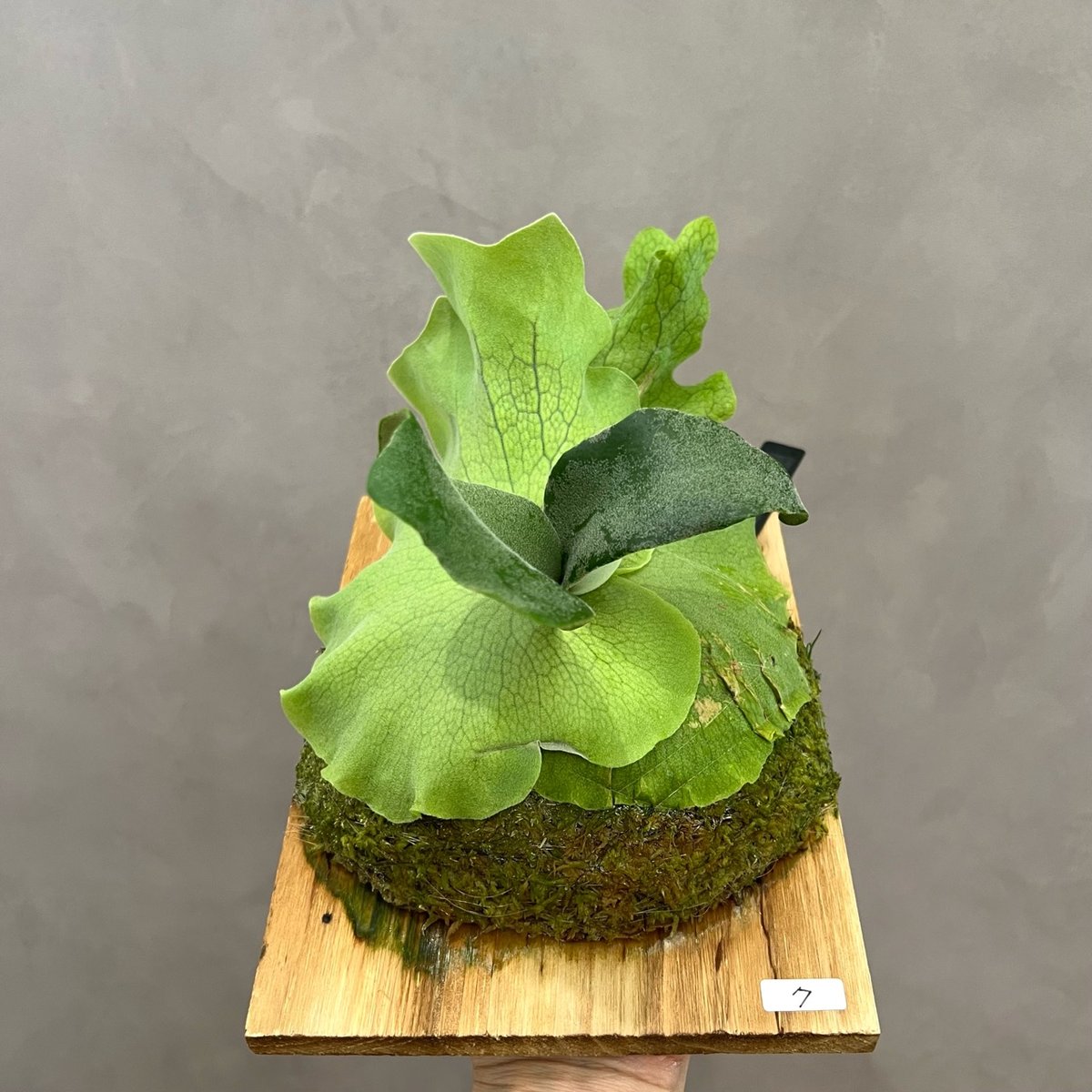 7】ウィリンキー ビカクシダ P. willinckii sporeling 胞子培養