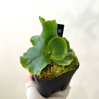 P. coronarium wild sporeling（ コロナリウム ）ビカクシダ　胞子培養／自家栽培／ポット苗／着生植物【Ｐ７９】