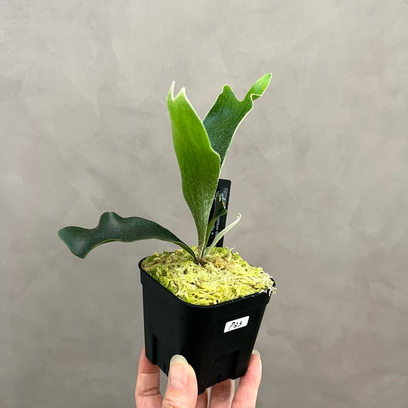 P33】ブルーダイアモンド#1 ビカクシダ P. Blue Diamond #1 sp