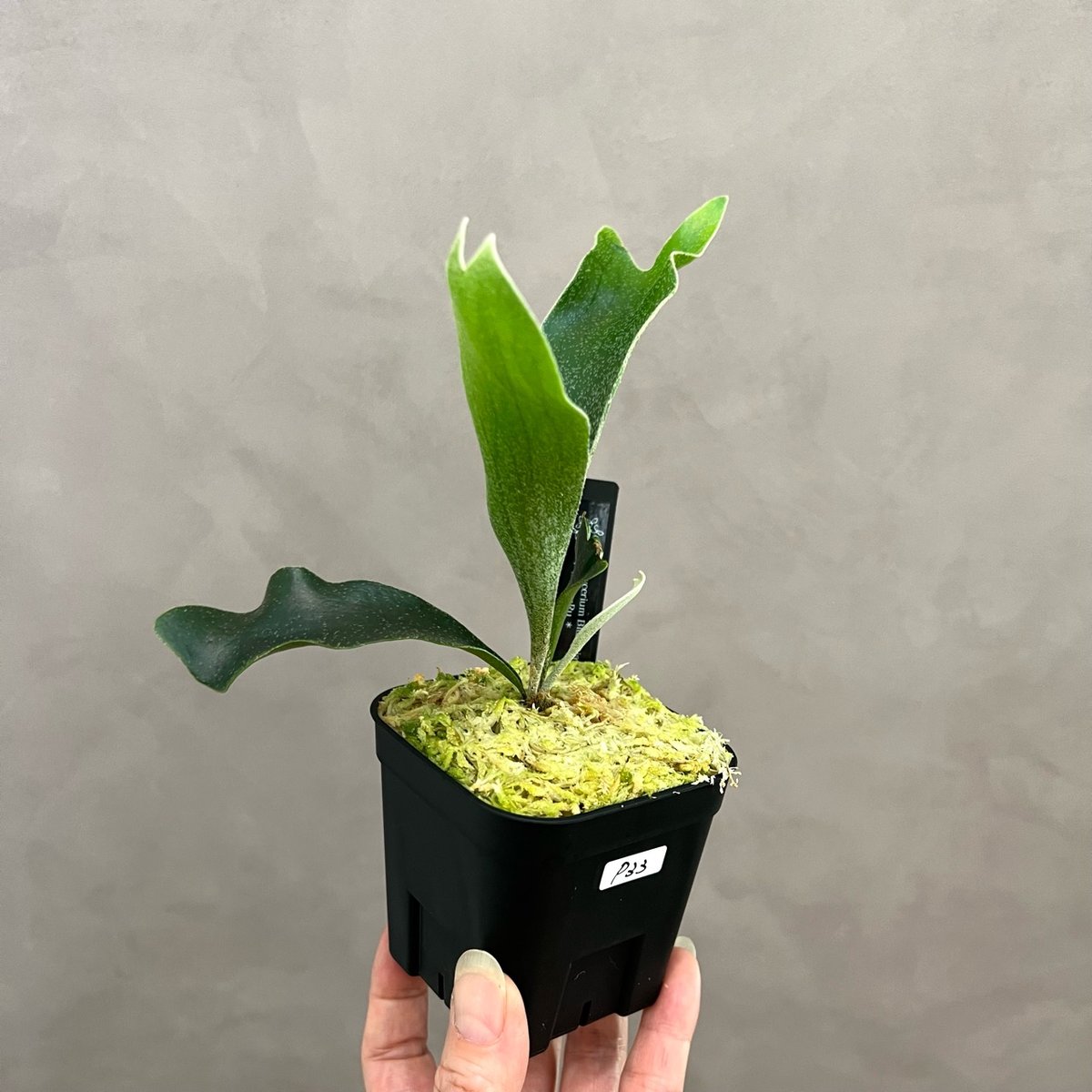 ビカクシダ Null P33】ブルーダイアモンド#1 ビカクシダ P. Blue Diamond #1 sp