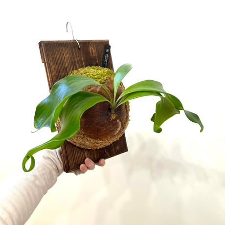 ビカクシダ | STORES