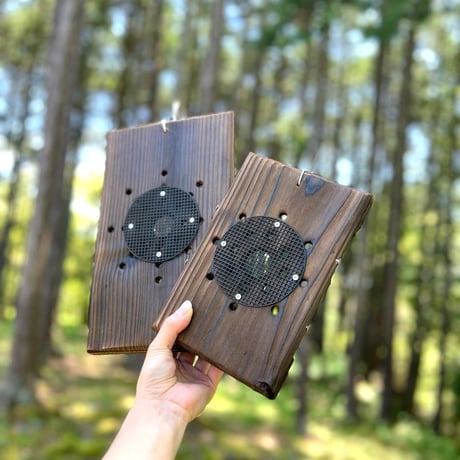 ビカクシダ子株 | STORES