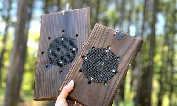 MaTsuRu（ビカクシダ専門／胞子培養・板付け販売）