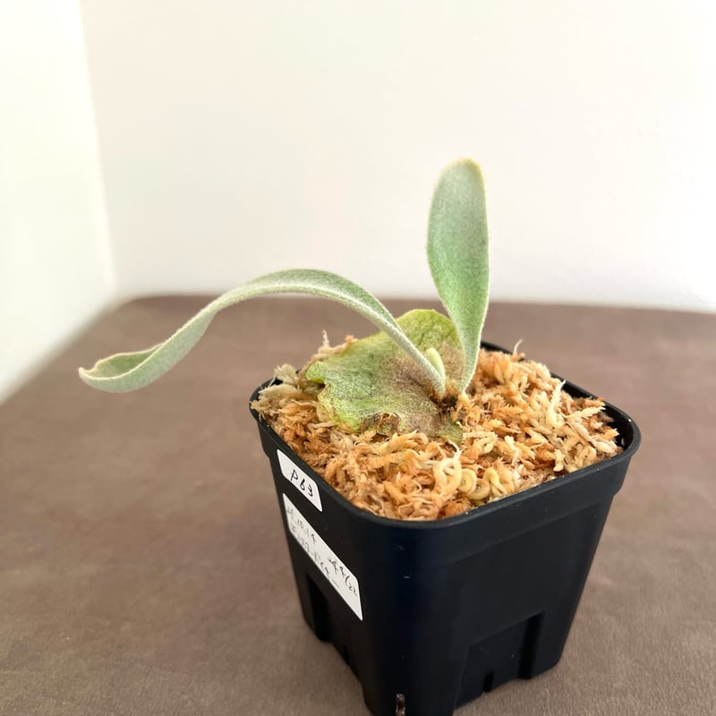 P. veitchii （monster veitchii) sporeling（ モンスター