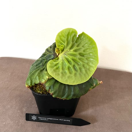 ビカクシダマダガスカリエンセ | STORES