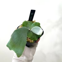P. willinckii Bogor Mr. Suddan  sporeling（ミスタースーダン）ビカクシダ　胞子培養／自家栽培／ポット苗／着生植物【Ｐ２７】