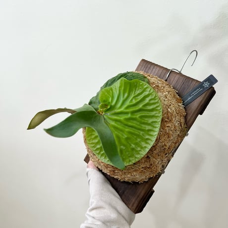 着生植物 | STORES