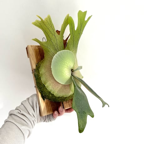 着生植物 | STORES