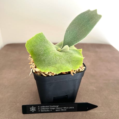 ビカクシダ | STORES