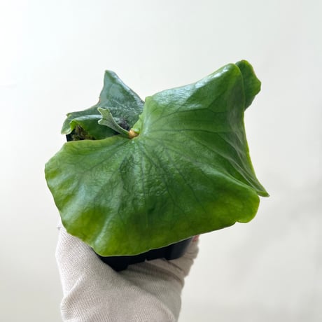ビカクシダ P.Era 着生植物 着生植物 | STORES