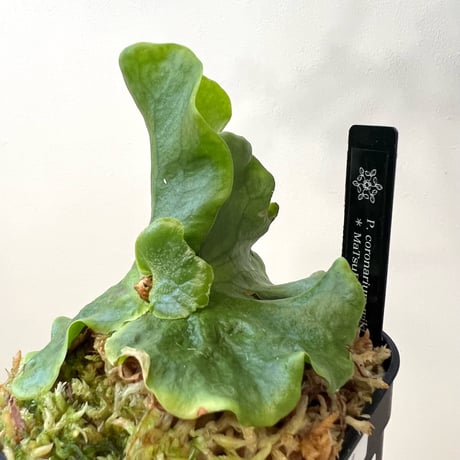 P. coronarium wild sporeling（ コロナリウム ）ビカクシダ　胞子培養／自家栽培／ポット苗／着生植物【Ｐ７８】