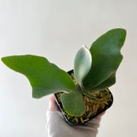 P. Pegasus sporeling（ ペガサス ）ビカクシダ　胞子培養／自家栽培／ポット苗／着生植物【Ｐ９７】〈参考画像あり〉