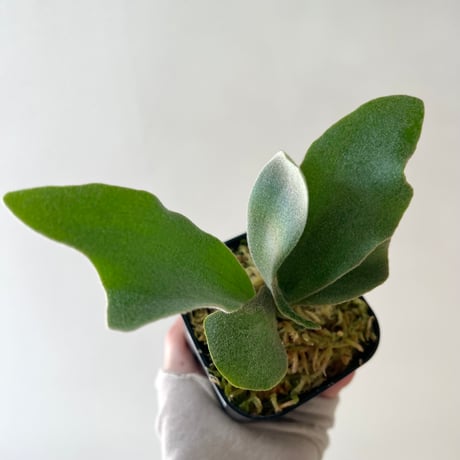 着生植物 | STORES