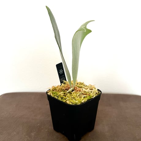 ビカクシダ | STORES