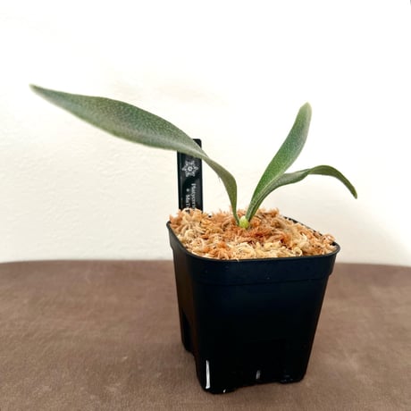 着生植物 | STORES