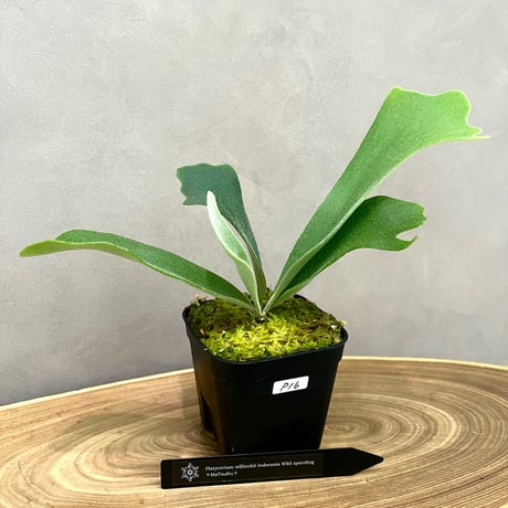 ビカクシダ | STORES