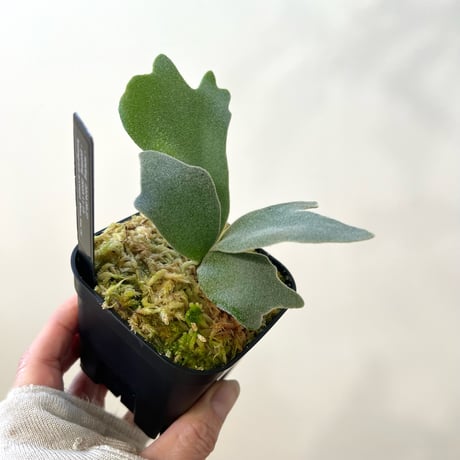 P. willinckii ‘Scofield Tatsuta’ sporeling（ ウィリンキースコフィールドタツタ ）ビカクシダ　胞子培養／自家栽培／ポット苗／着生植物【Ｐ７３】〈参考画像あり〉