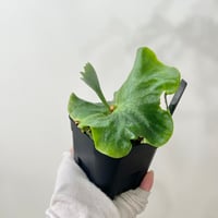 P. coronarium wild sporeling（ コロナリウム ）ビカクシダ　胞子培養／自家栽培／ポット苗／着生植物【Ｐ８１】