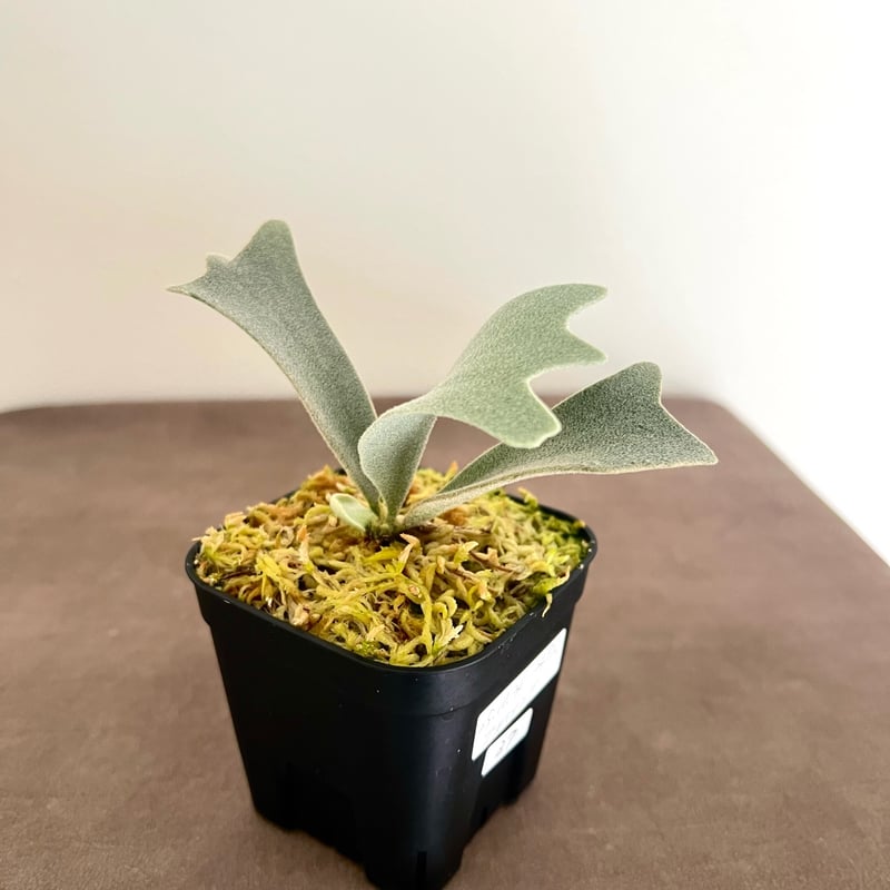 P. willinckii 'Foythong' sporeling（ ウィリンキーフォイソン